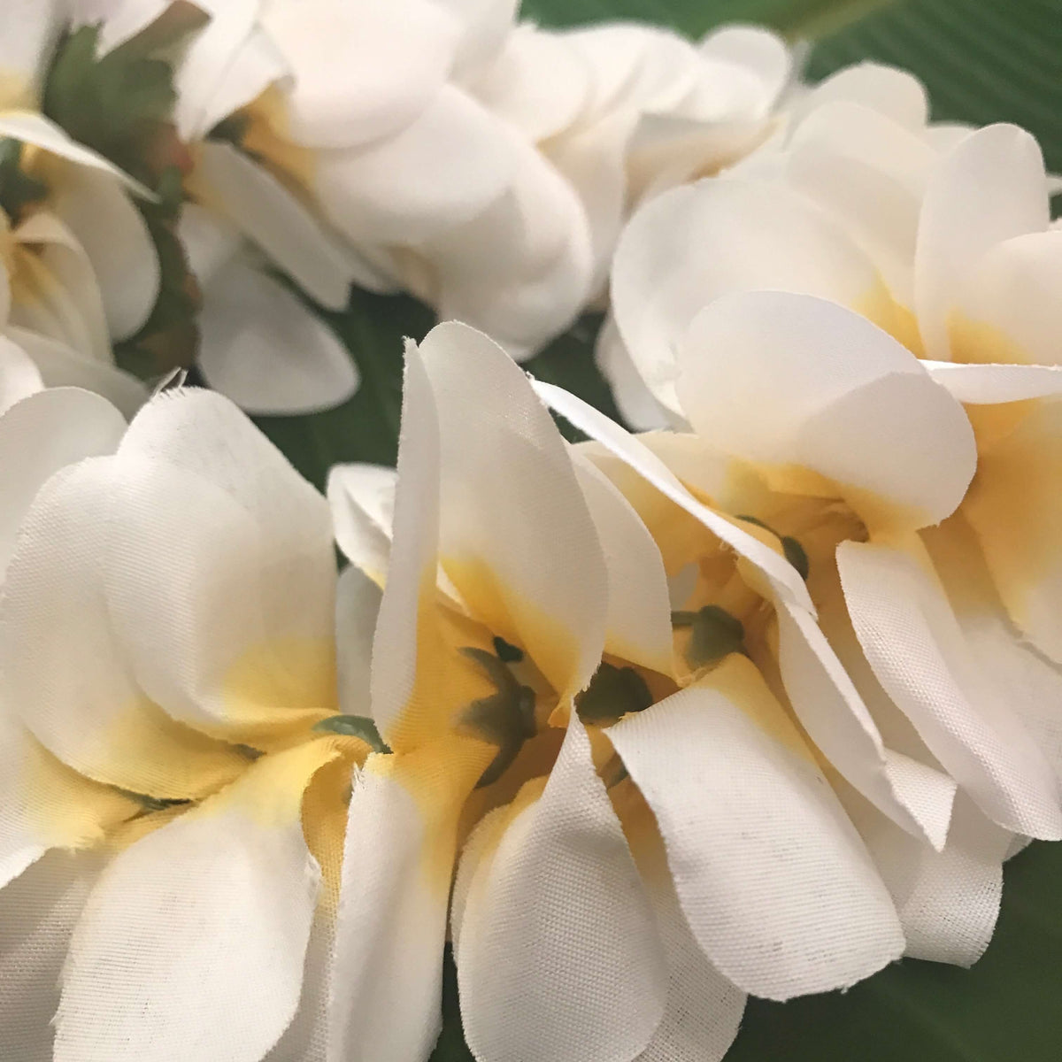 Close up view of a white Hawaiian Haku headband that is worn for weddings | Aloha Products USA