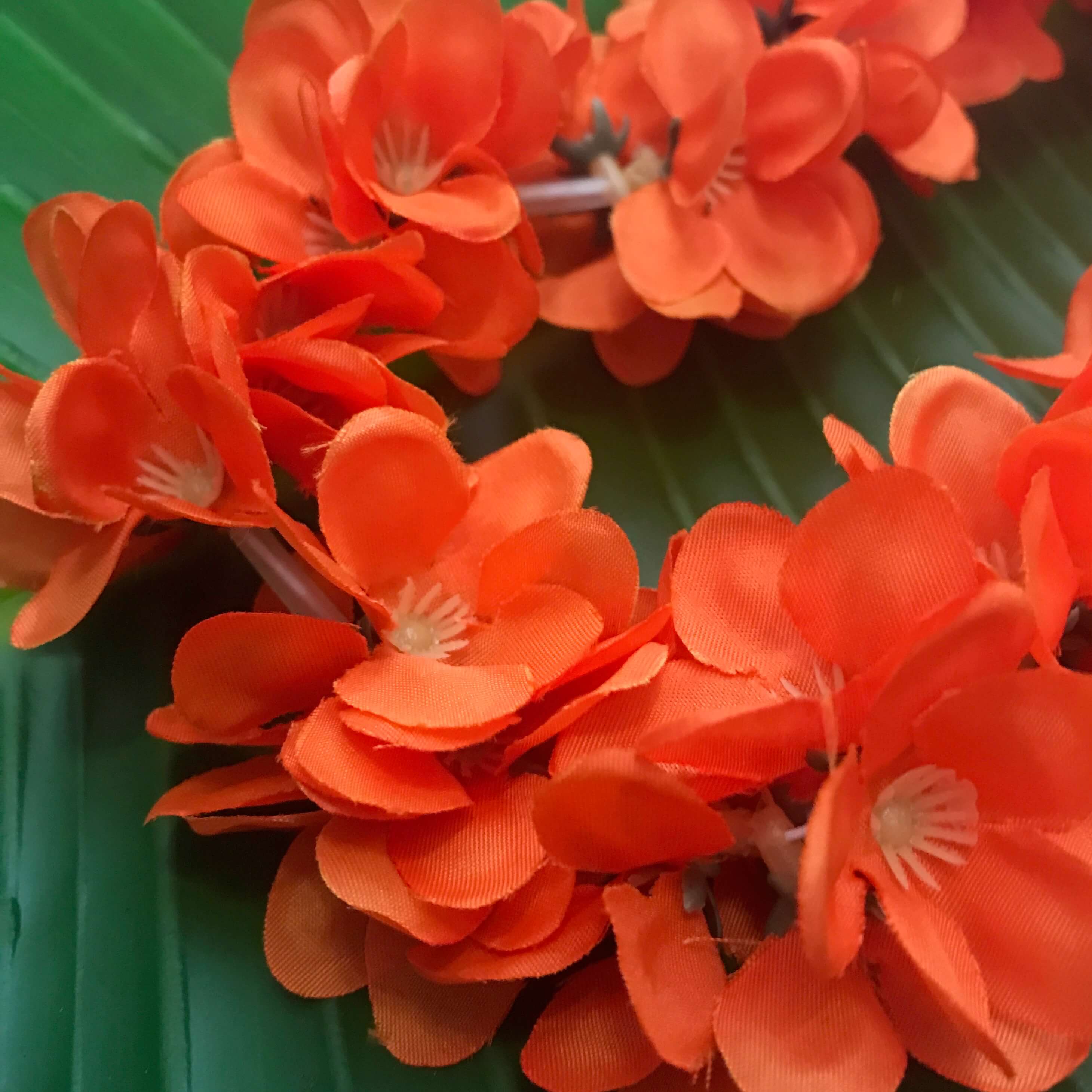 Close up view of orange mini plumeria flowers used for Hawaiian head lei