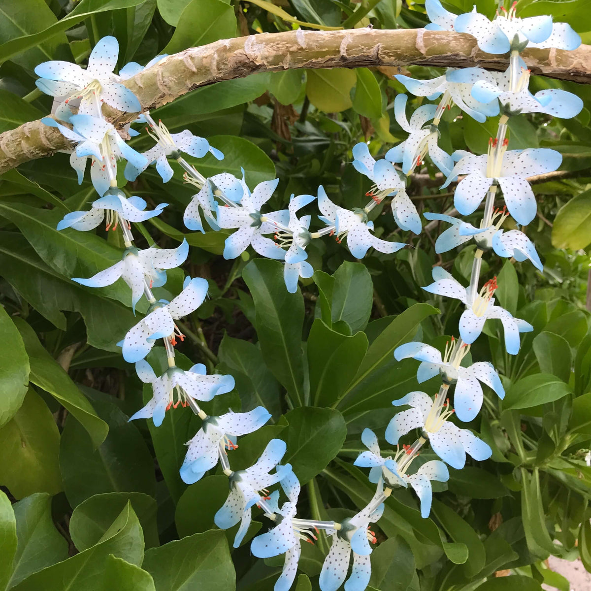 Hawaiian silk lei with blue and white lily flowers | Aloha Products USA