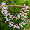 Hawaiian silk lei with pink and white lily flowers | Aloha Products USA