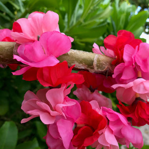 Close up view of a pink and red rose silk flower lei | Aloha Products USA