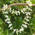 Hawaiian silk lei with pale yellow lily flowers | Aloha Products USA